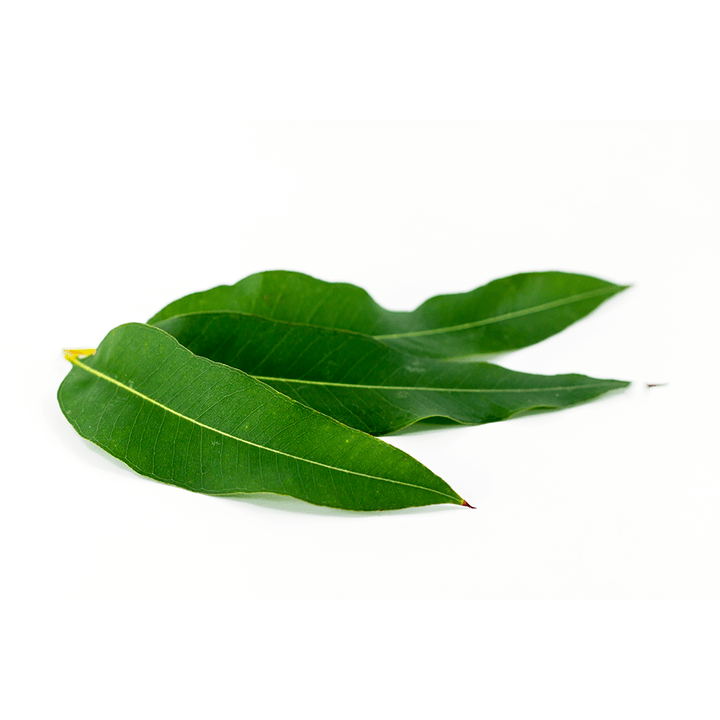 Eucalyptus globulus ως μέρος του Artovitel